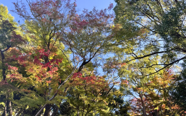 四條畷アートカーニバル　アトリプシー ART SCARF Collection Ⅱ